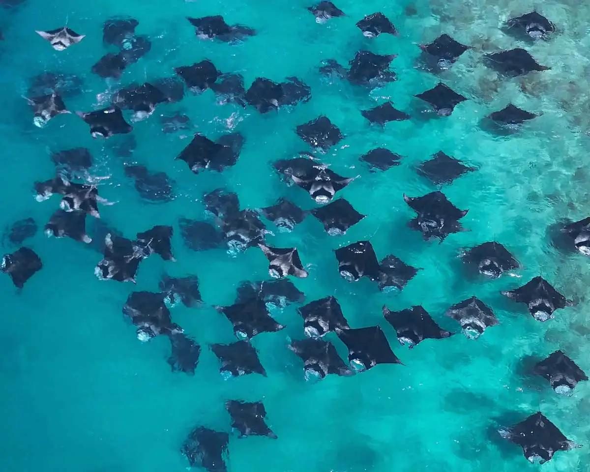 Hanifaru Bay Manta Snorkelling