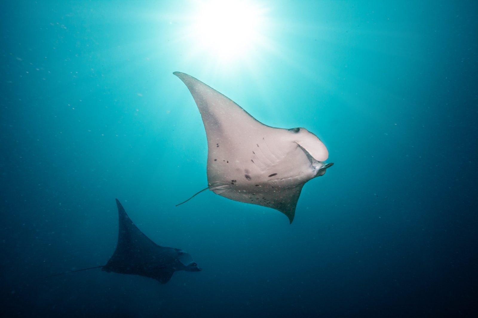 Manta Snorkelling