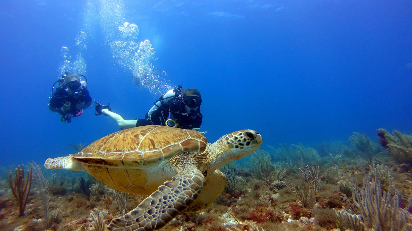 PADI Open Water Diver
