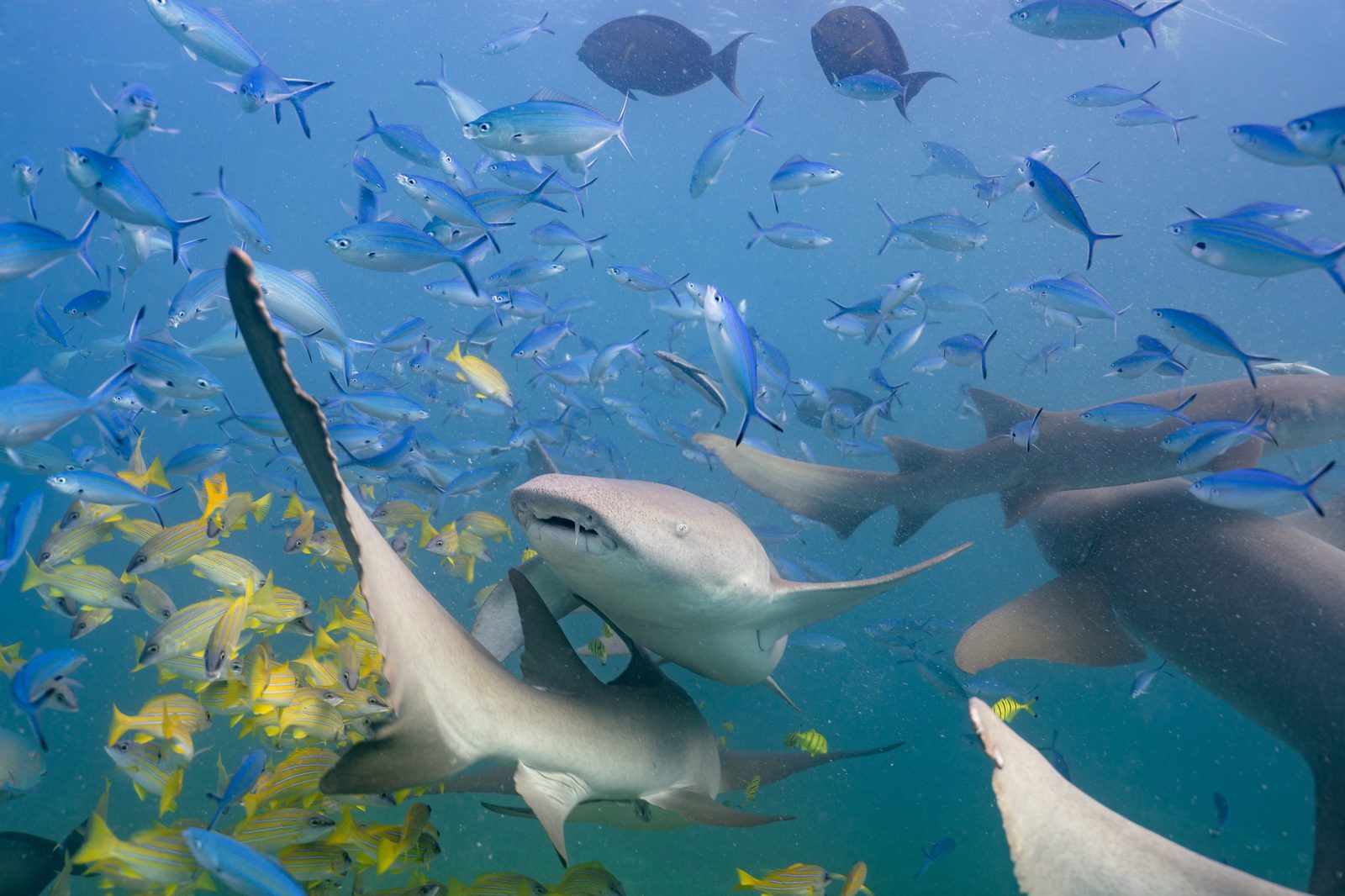 Shark Snorkelling